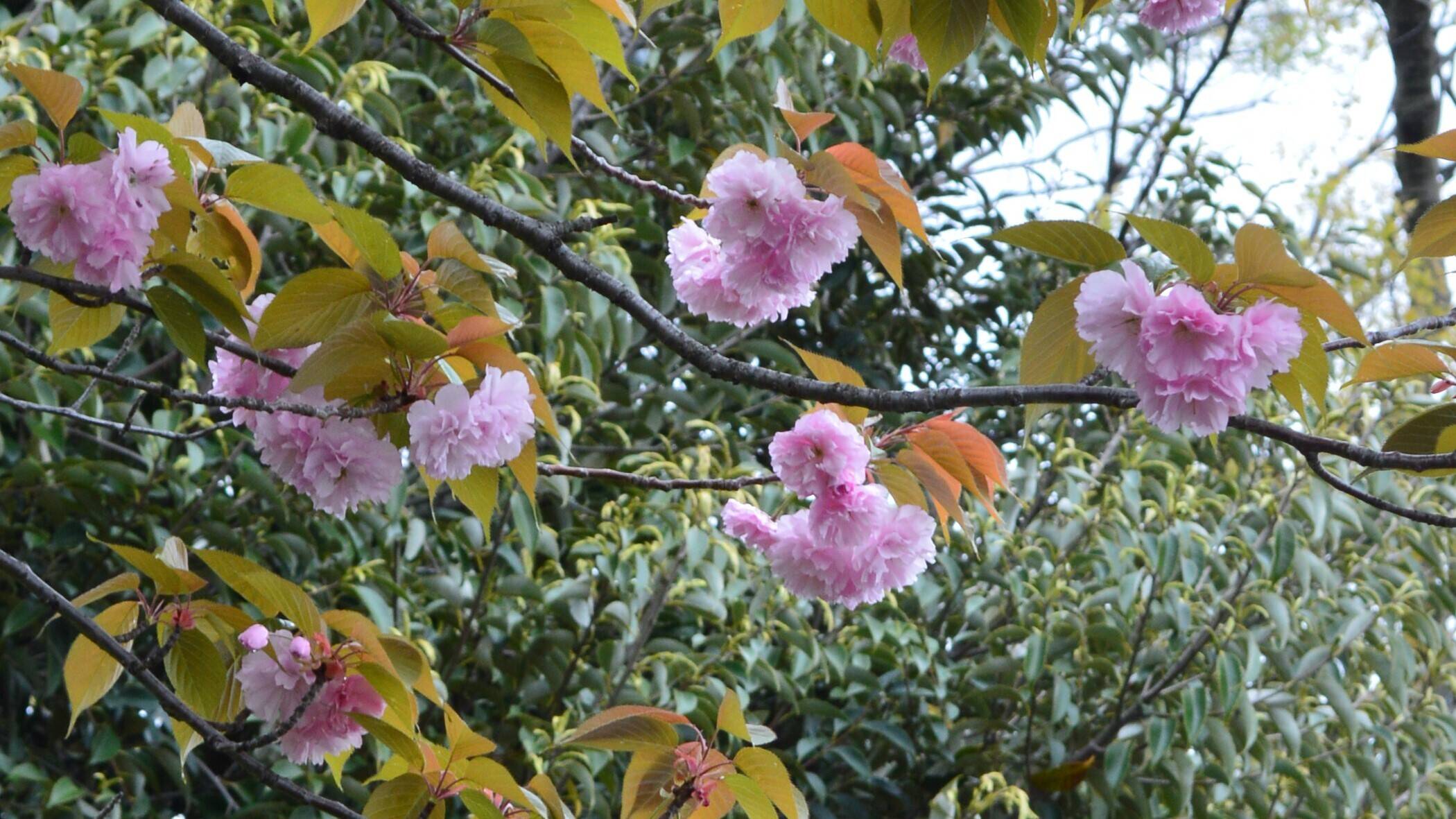 八重桜がひかえめに満開です 4月12日 桜開花 野毛山動物園公式サイト 公益財団法人 横浜市緑の協会