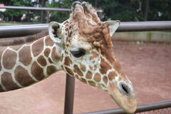スマートフォンで楽しめる野毛山動物園の「無観客ミニガイド」の画像