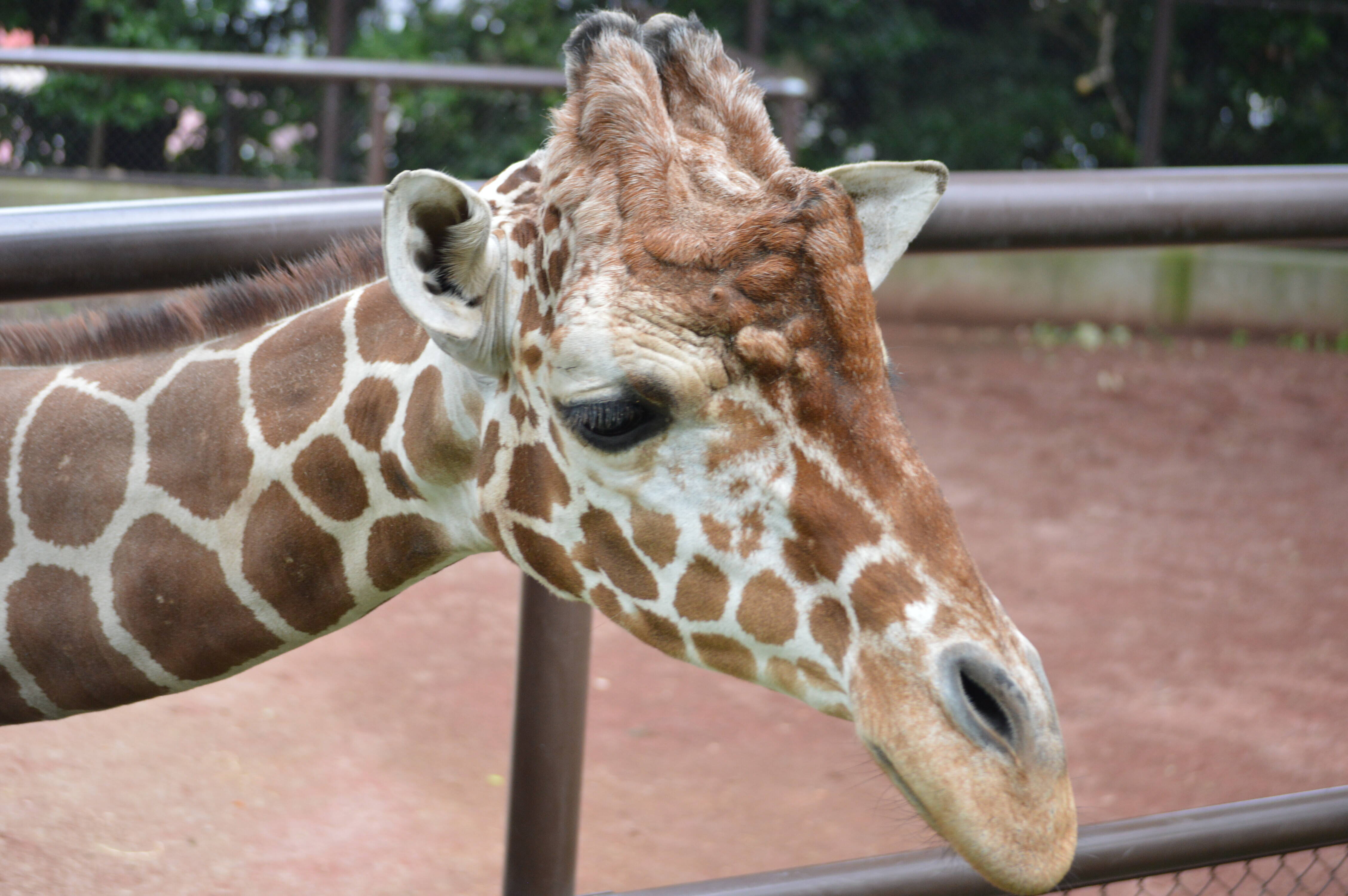 スマートフォンで楽しめる野毛山動物園の「無観客ミニガイド」の写真