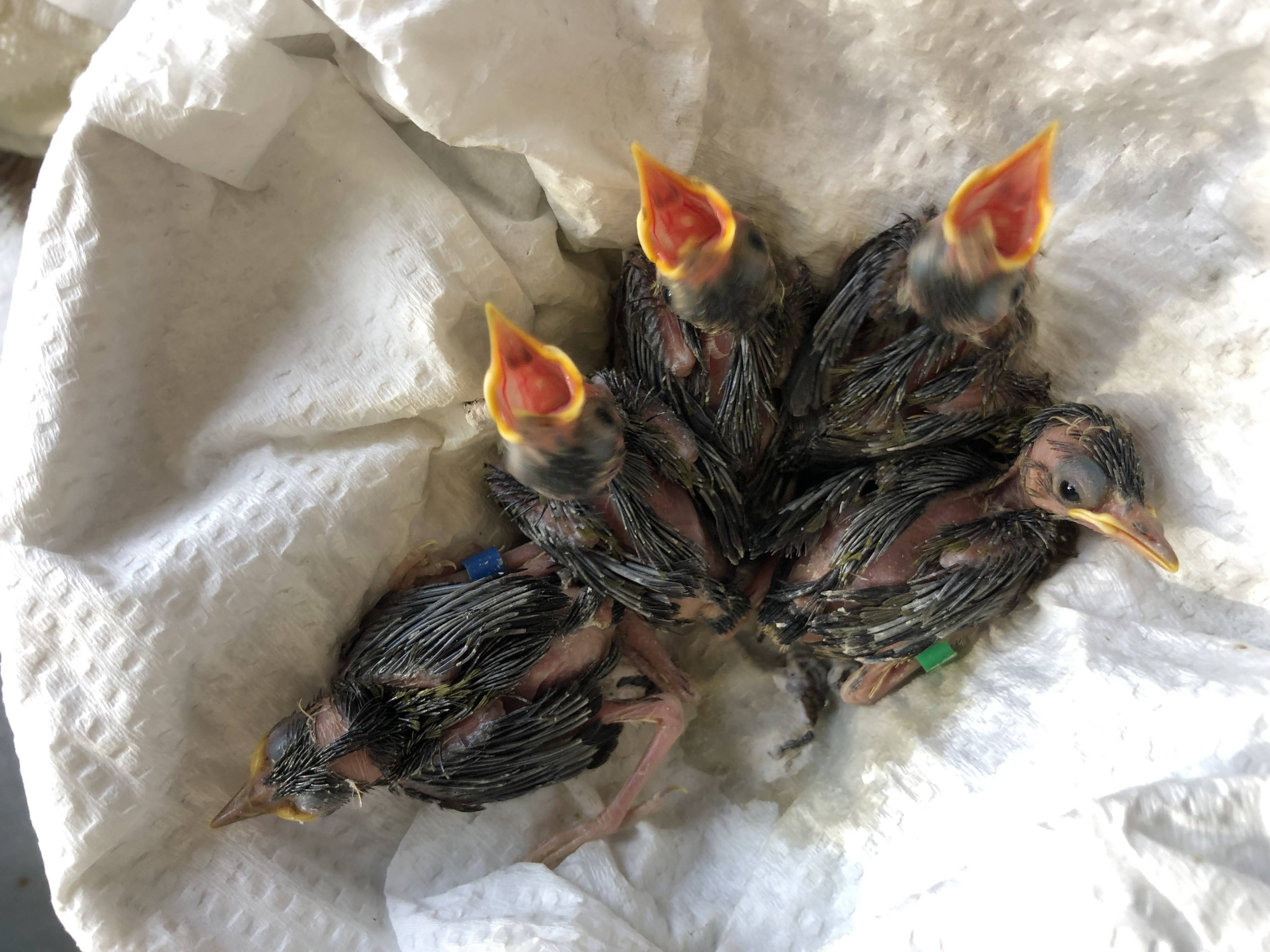 育雛日記の写真