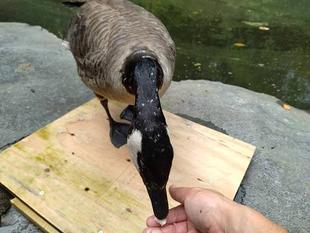 カナダガンを池に戻しました