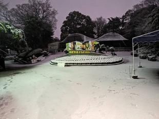 蛍雪のカメ