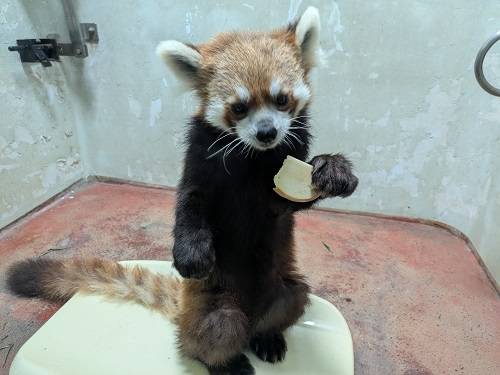 体重計りました~レッサーパンダ編の写真