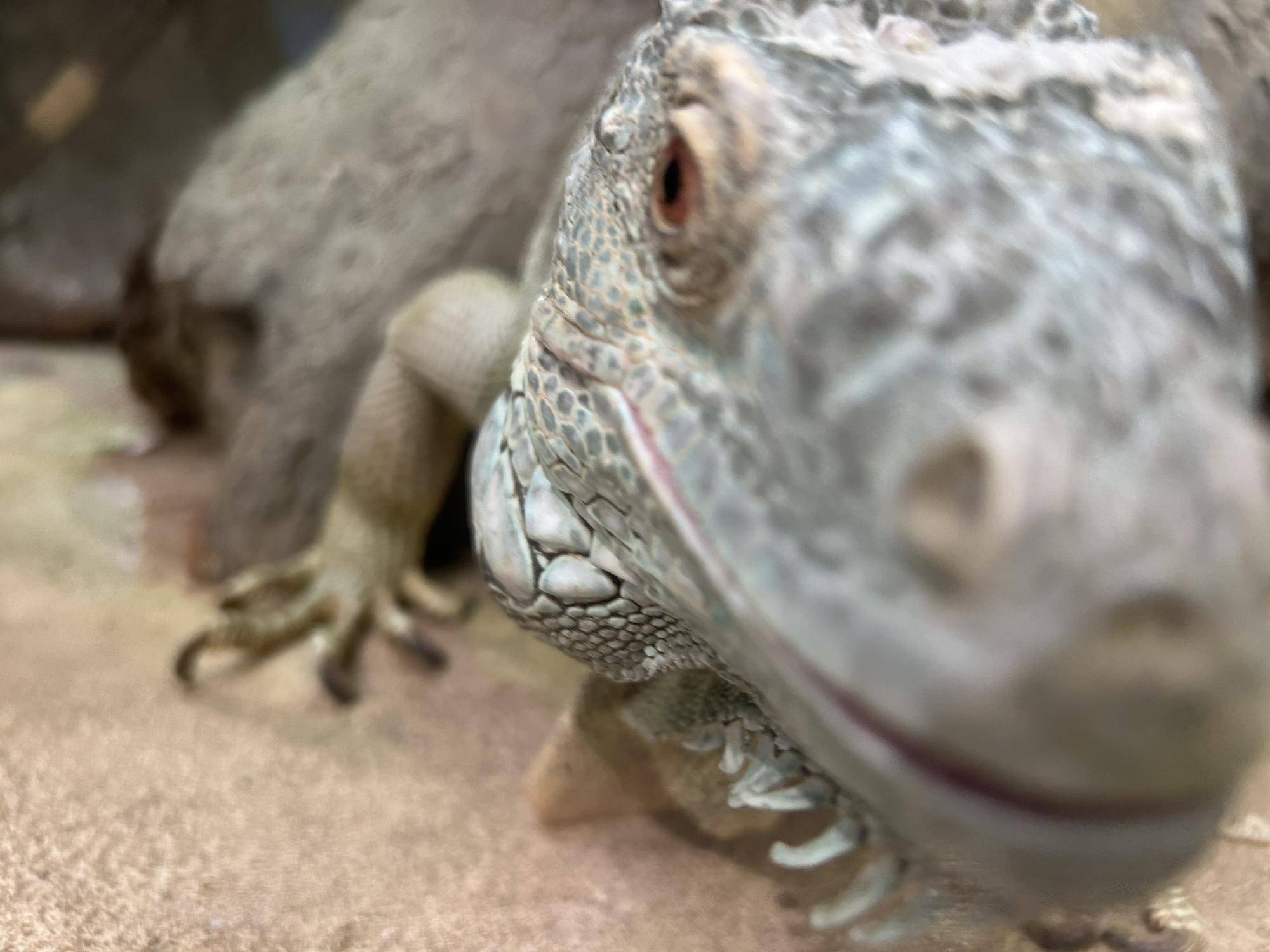 爬虫類館のグリーンイグアナはどんな子?の写真