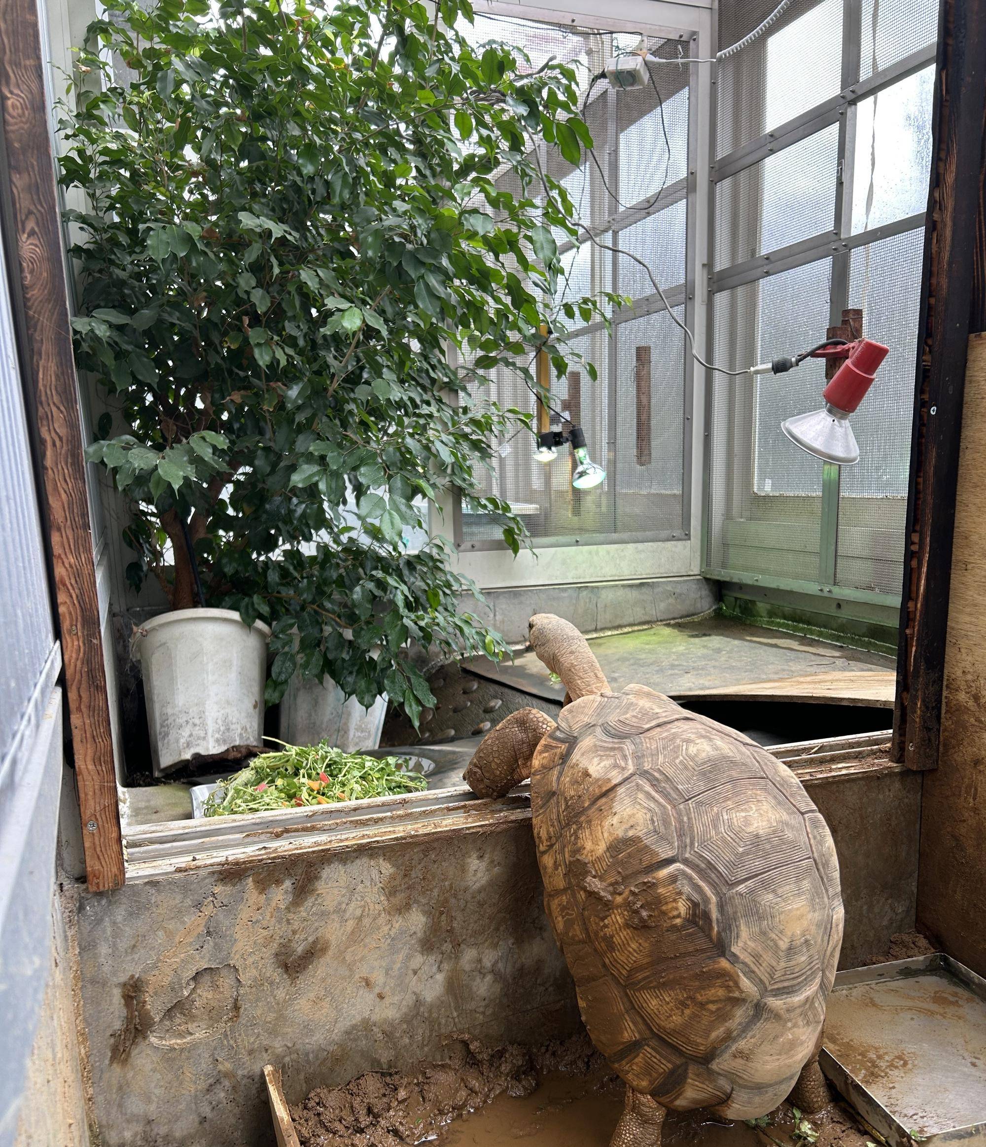 ヘサキリクガメが見つめるその先は?の写真