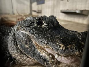 ヨウスコウワニは心なしかいつも笑顔