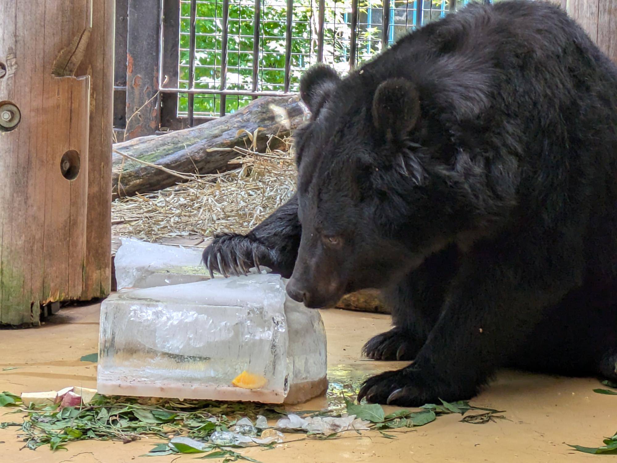 暑さを乗り切れ!クマたちの夏の過ごし方の写真