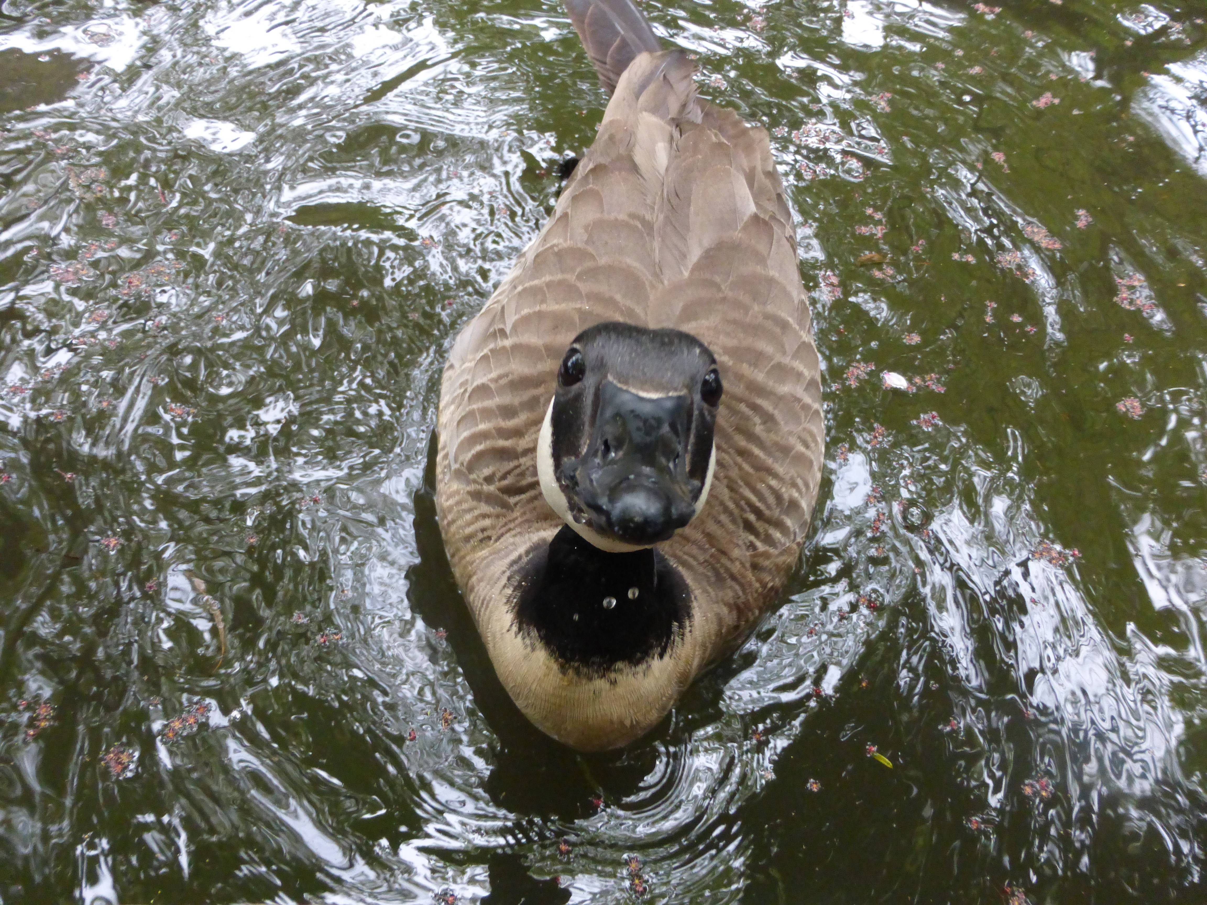 【飼育展示係長の野毛山日記①】 カナダガンのガンコの写真