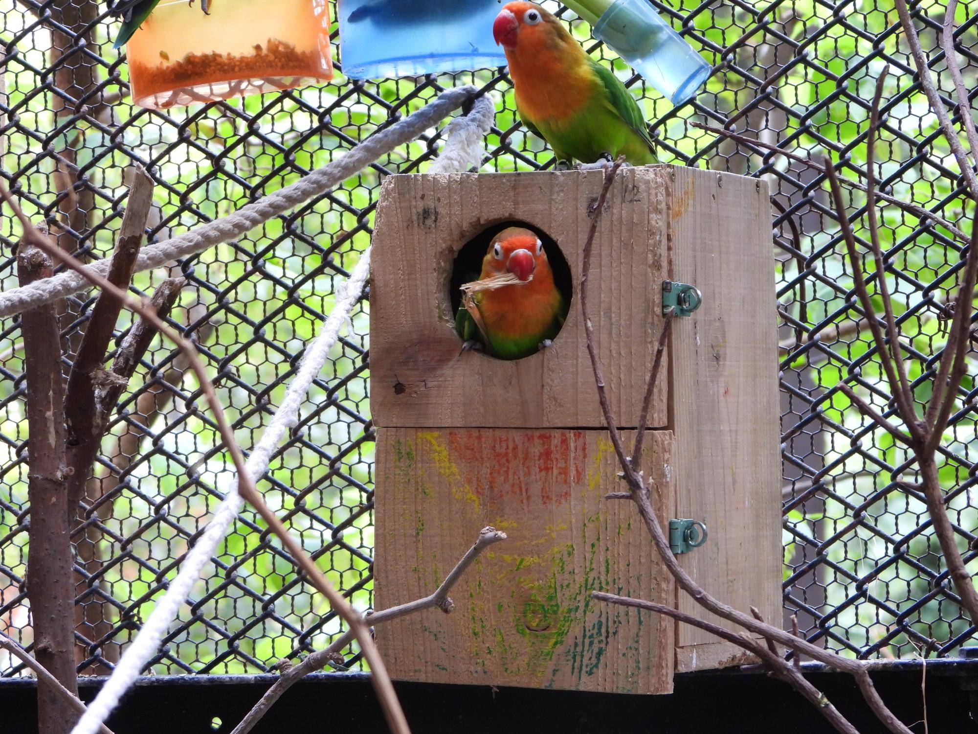 ルリゴシボタンインコの巣箱の中身とは...の写真