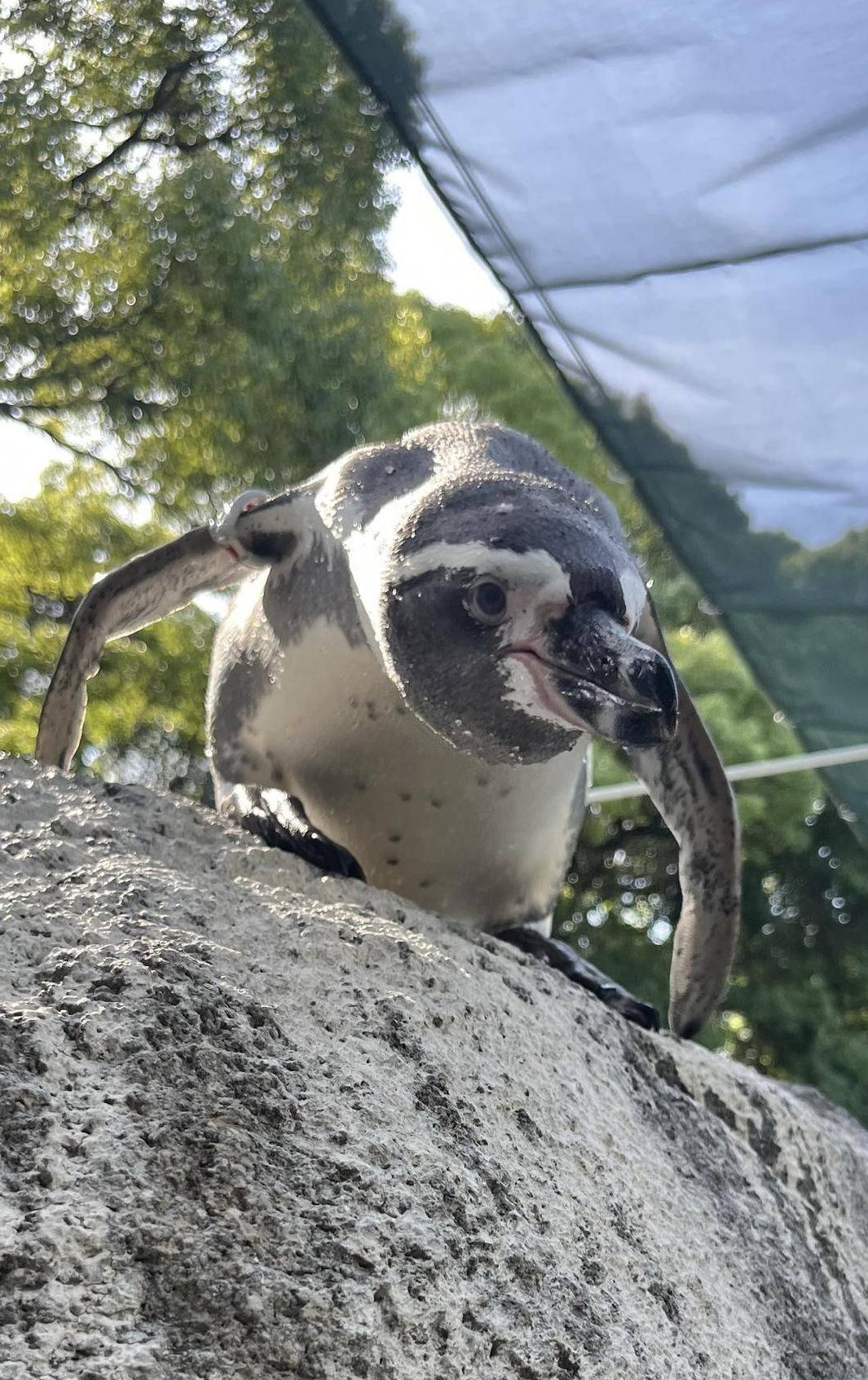 ペンギン達の餌事情の写真
