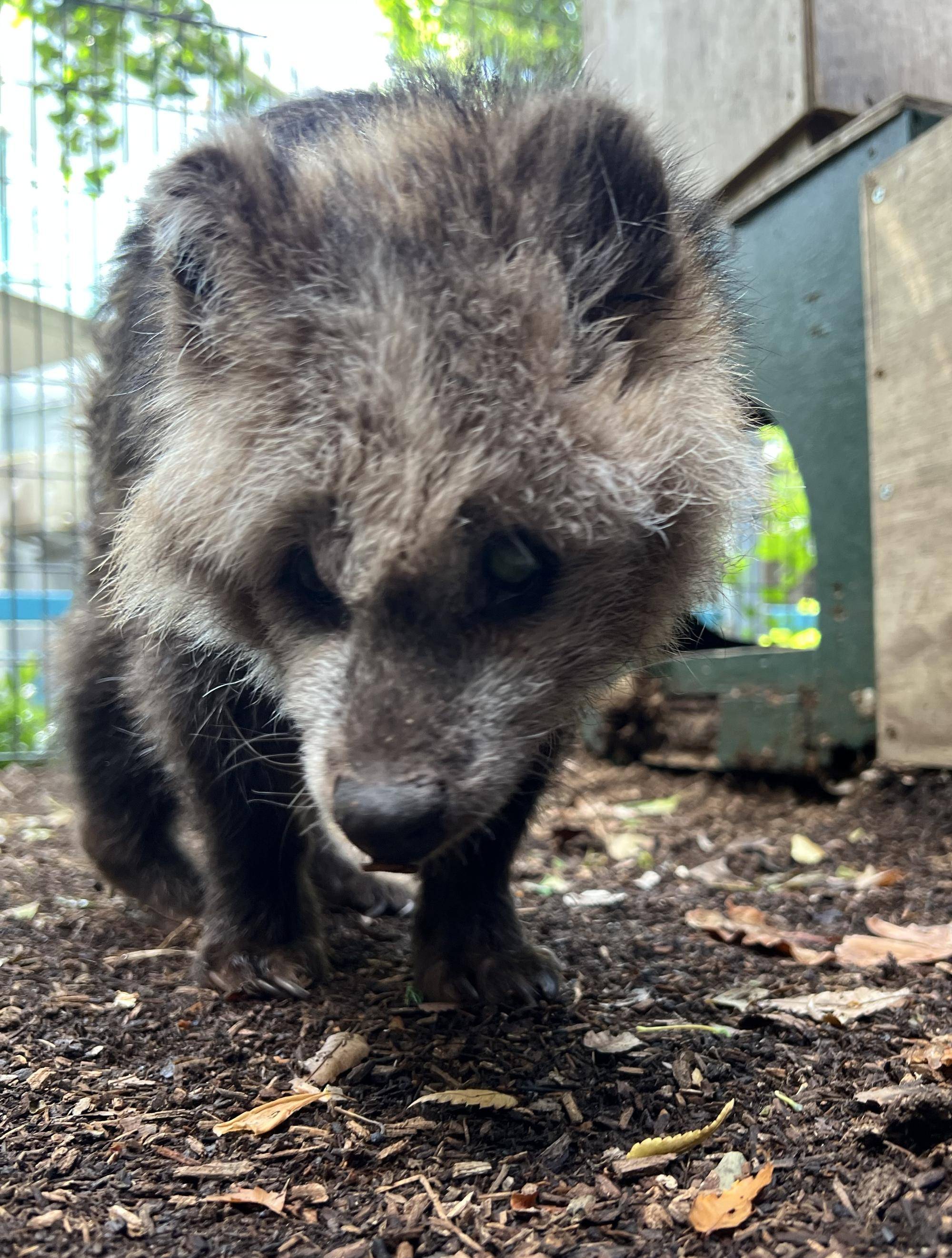 カナ、今までありがとうの写真