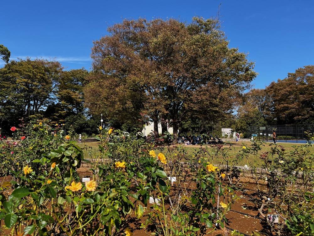 9.バラ園.jpg