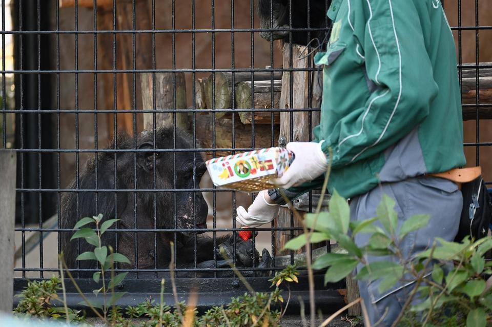 チンパンジーへイチゴのプレゼント.jpg