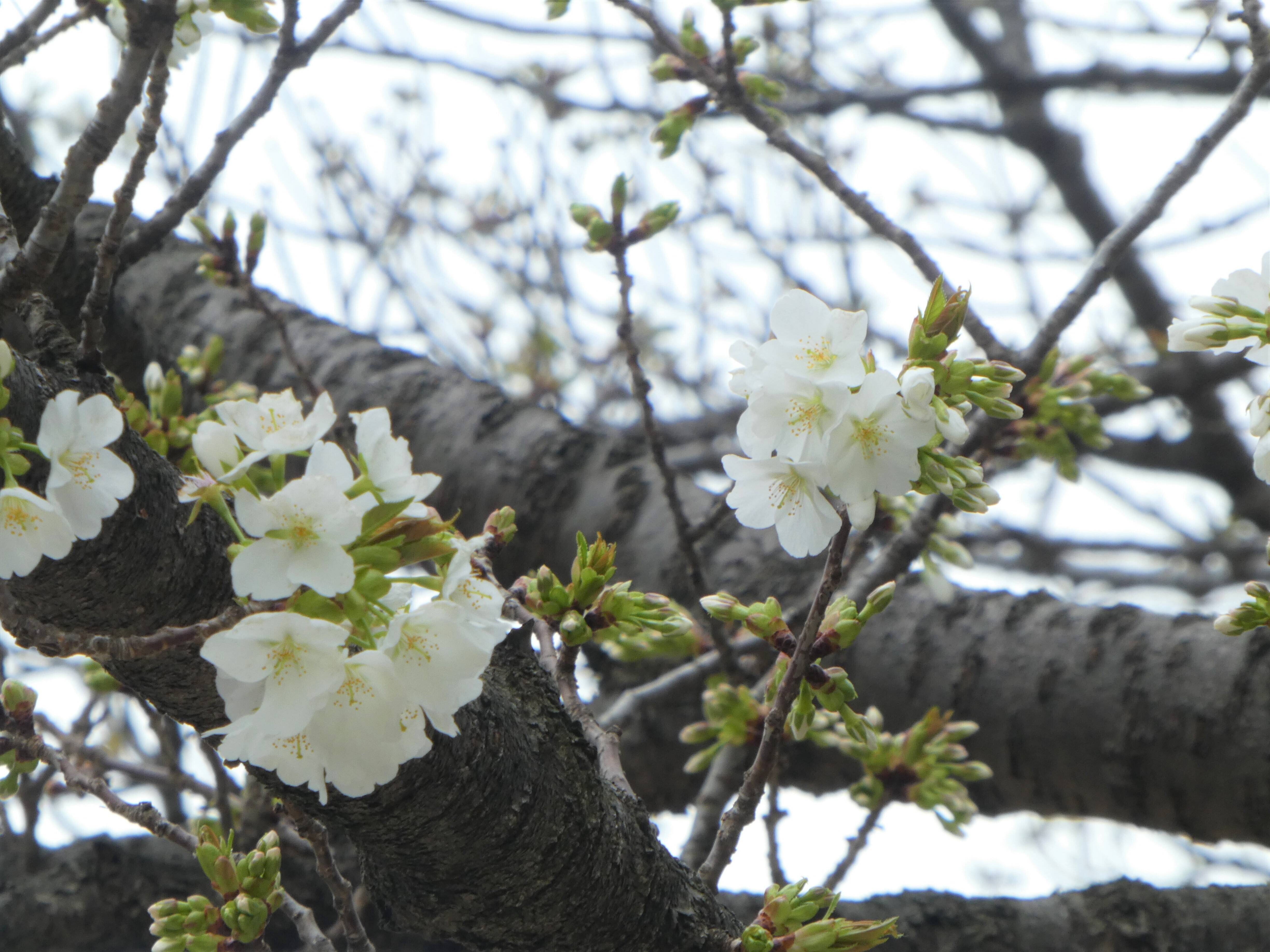 0331ヤマザクラ.jpg
