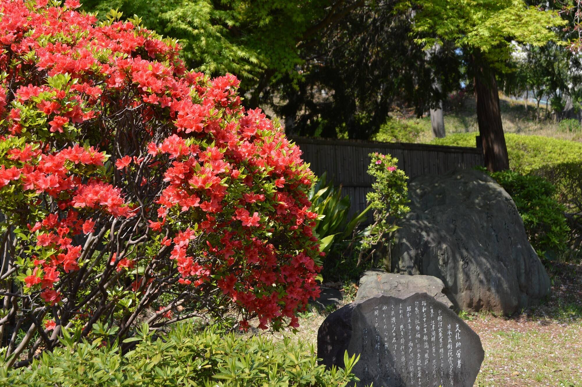 20200410ツツジ④.jpg