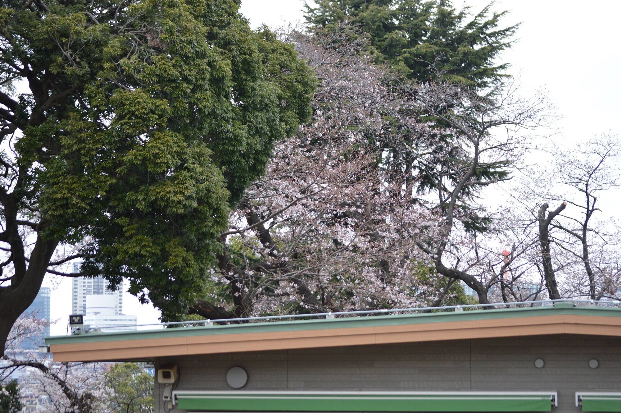 20200323ひだまり広場裏 (2).jpg