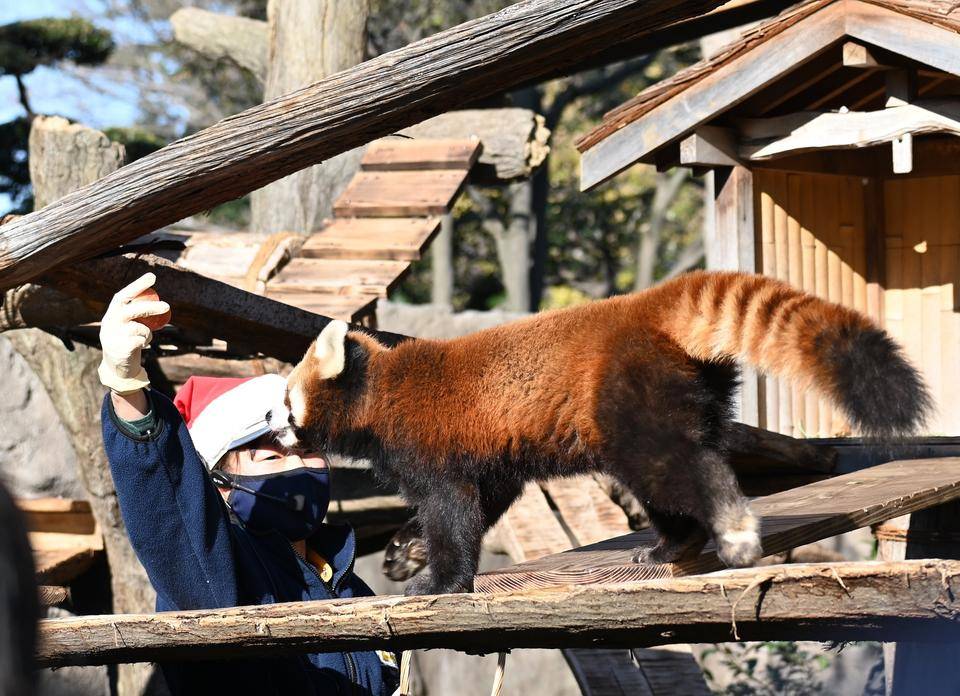 レッサーパンダへリンゴのプレゼント.jpg