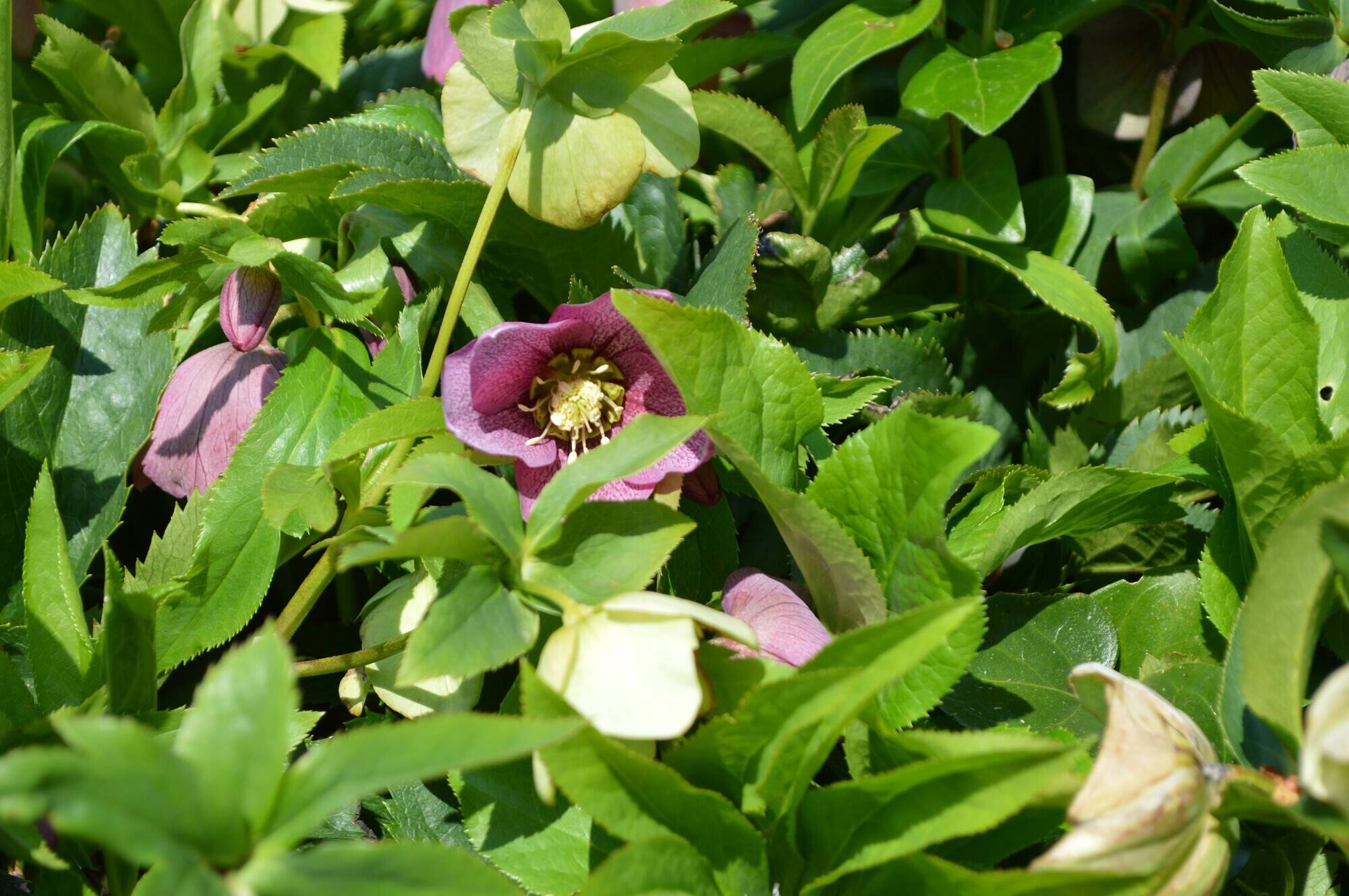 20200410クリスマスローズ ②.jpg