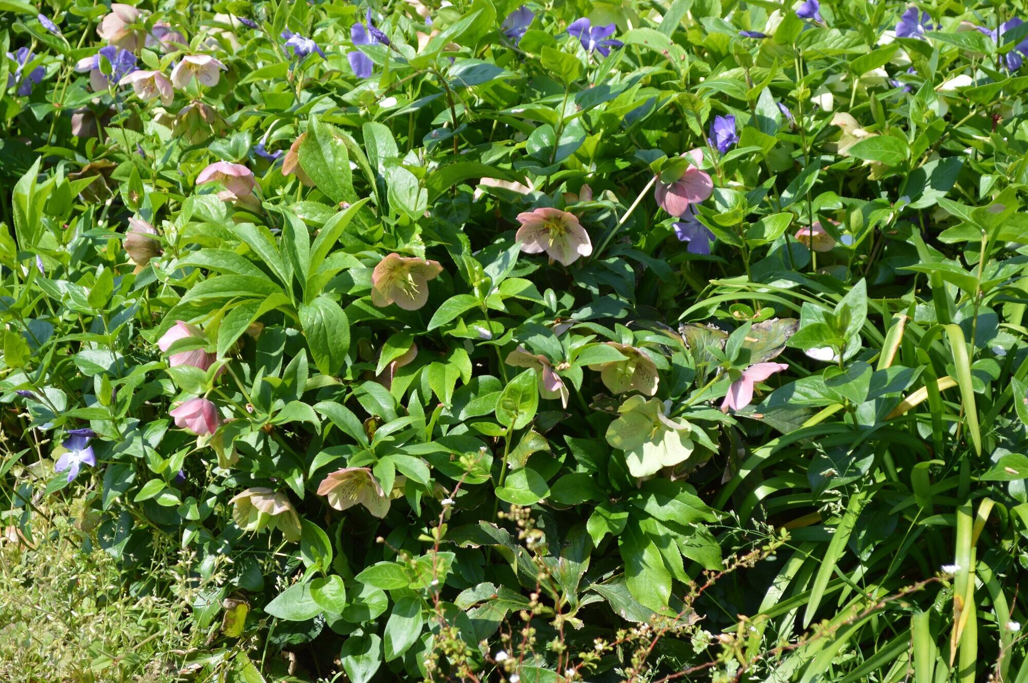 20200410クリスマスローズ ③.jpg