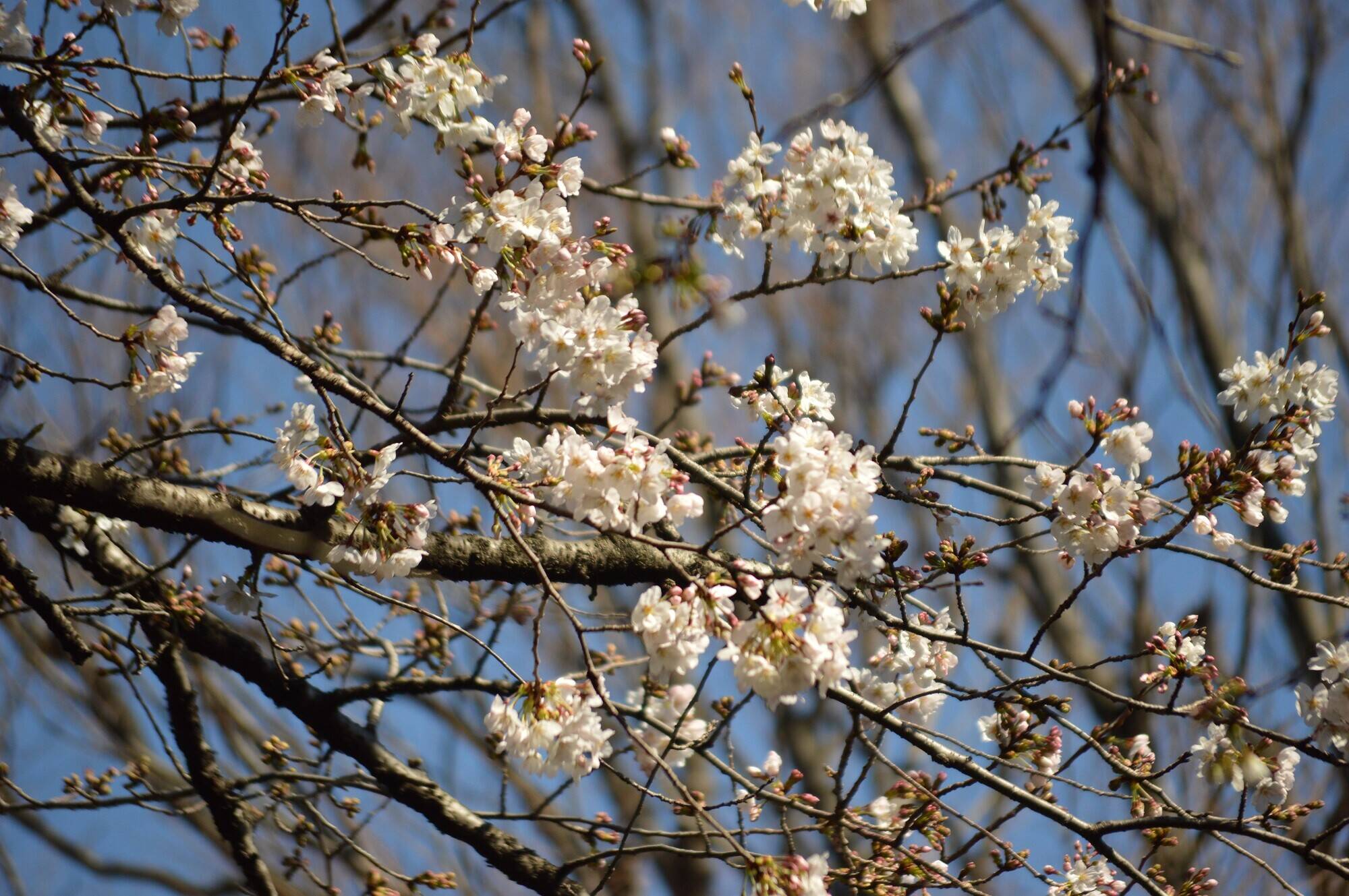 20200320撮影ライオン展示場前 (3).jpg