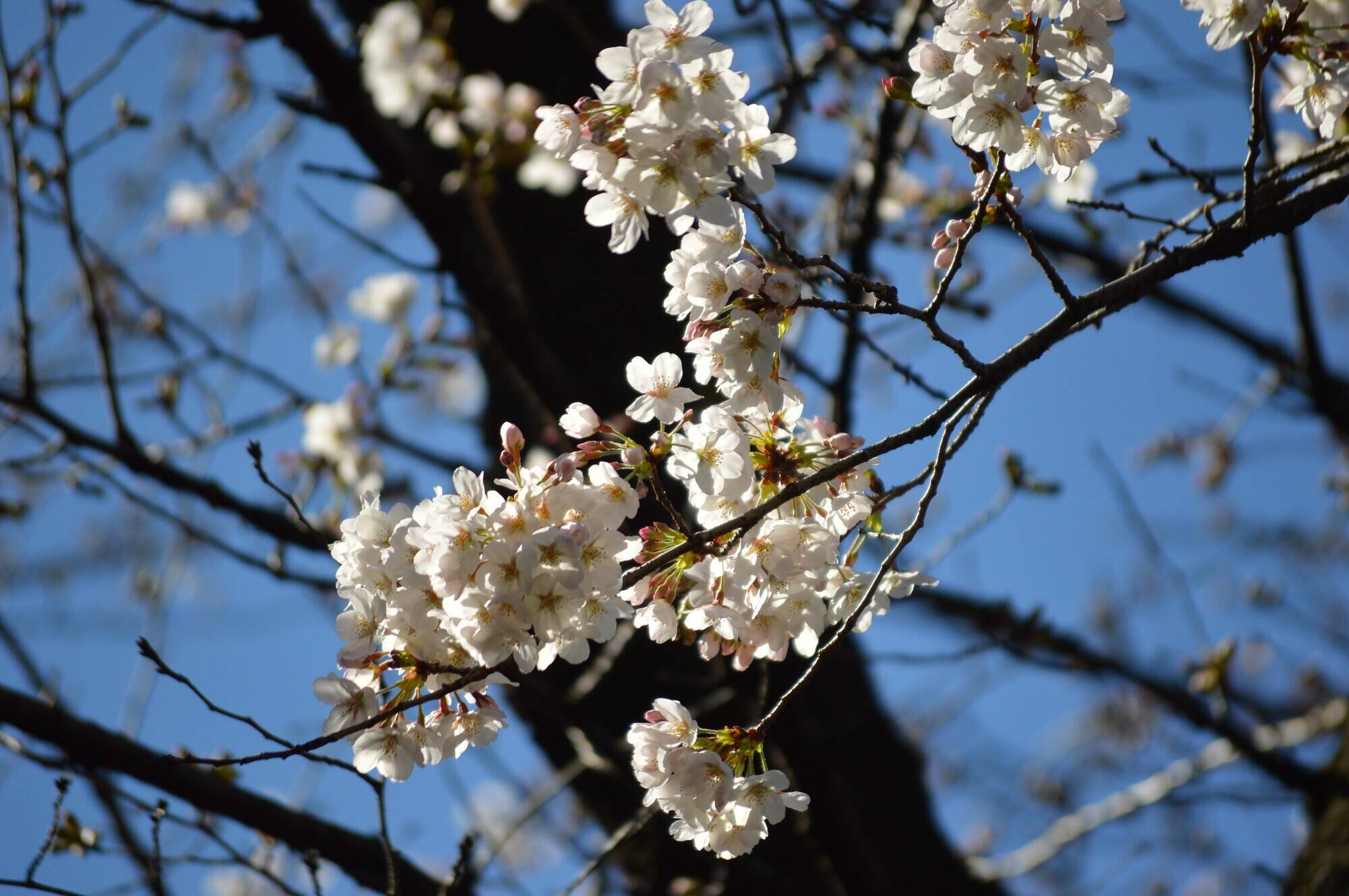 20200320撮影ライオン展示場前 (2).jpg