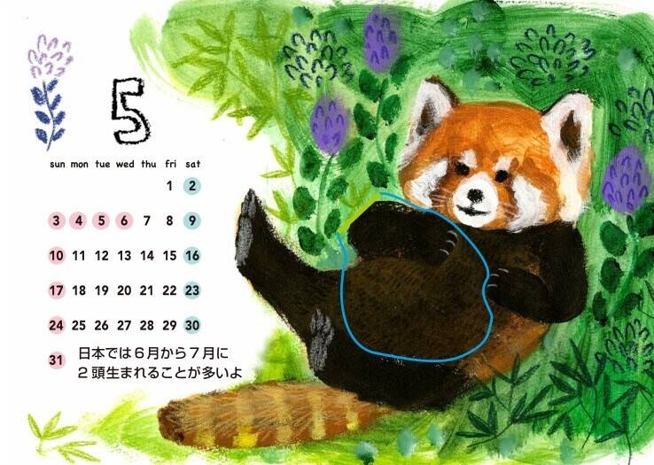 5月レッサーパンダ.jpg