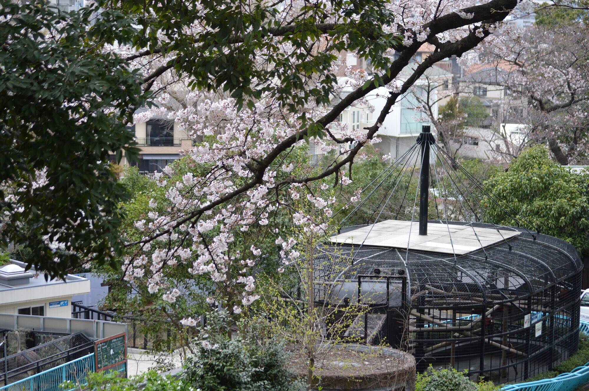 20200323ひだまり広場裏 (3).jpg