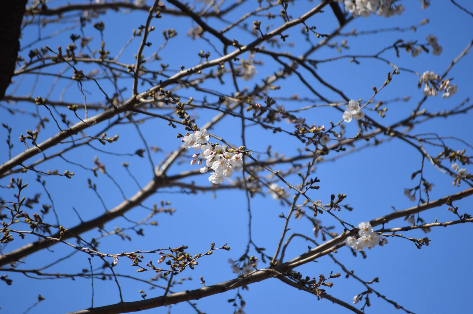 20200320撮影キリン展示場前 (2).jpg