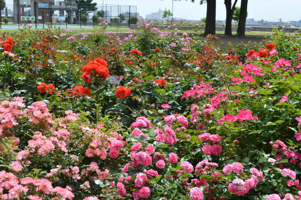 色とりどりのバラ.jpg