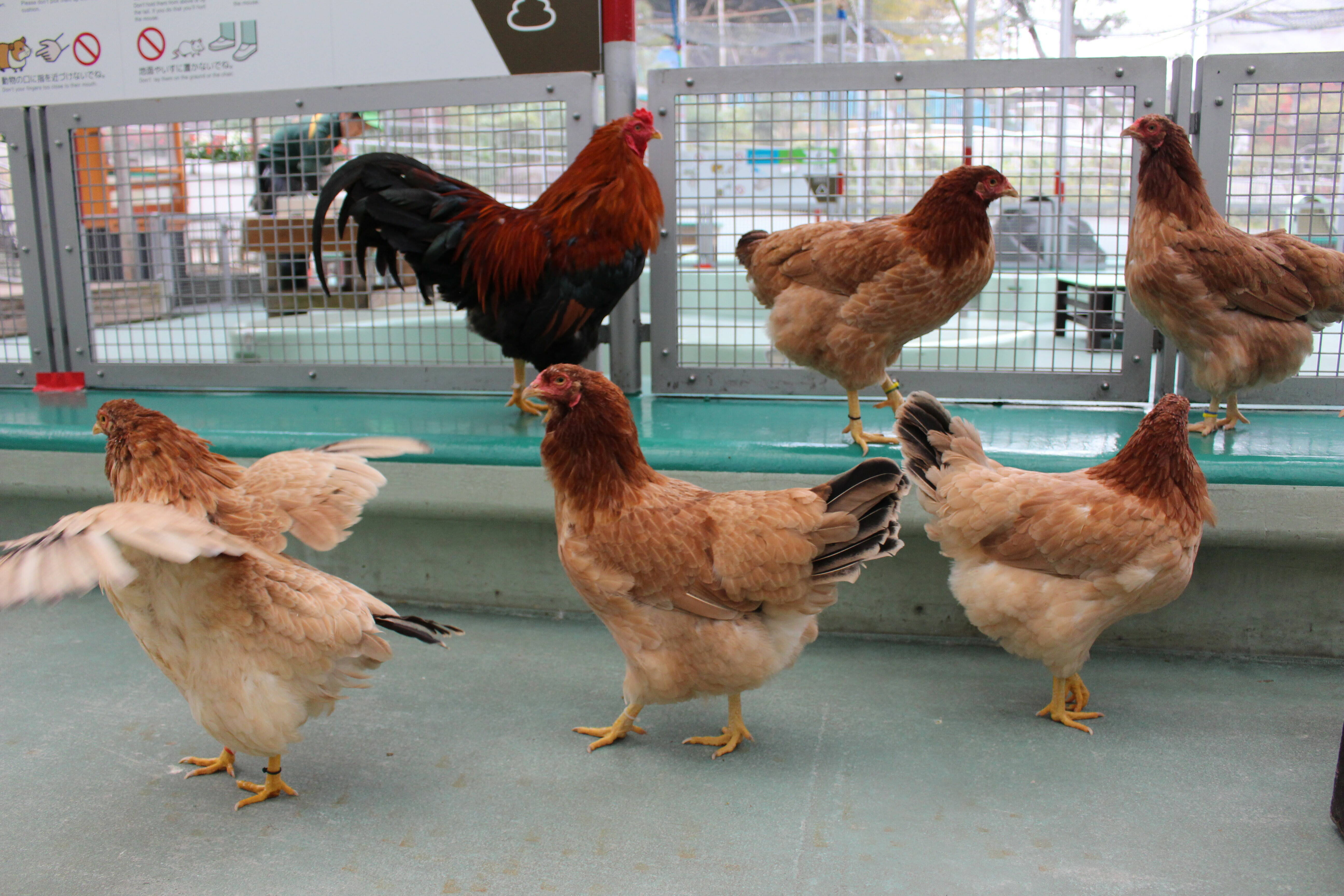 ニワトリの卵を比べてみよう なかよしタイムズ 野毛山動物園公式サイト 公益財団法人 横浜市緑の協会