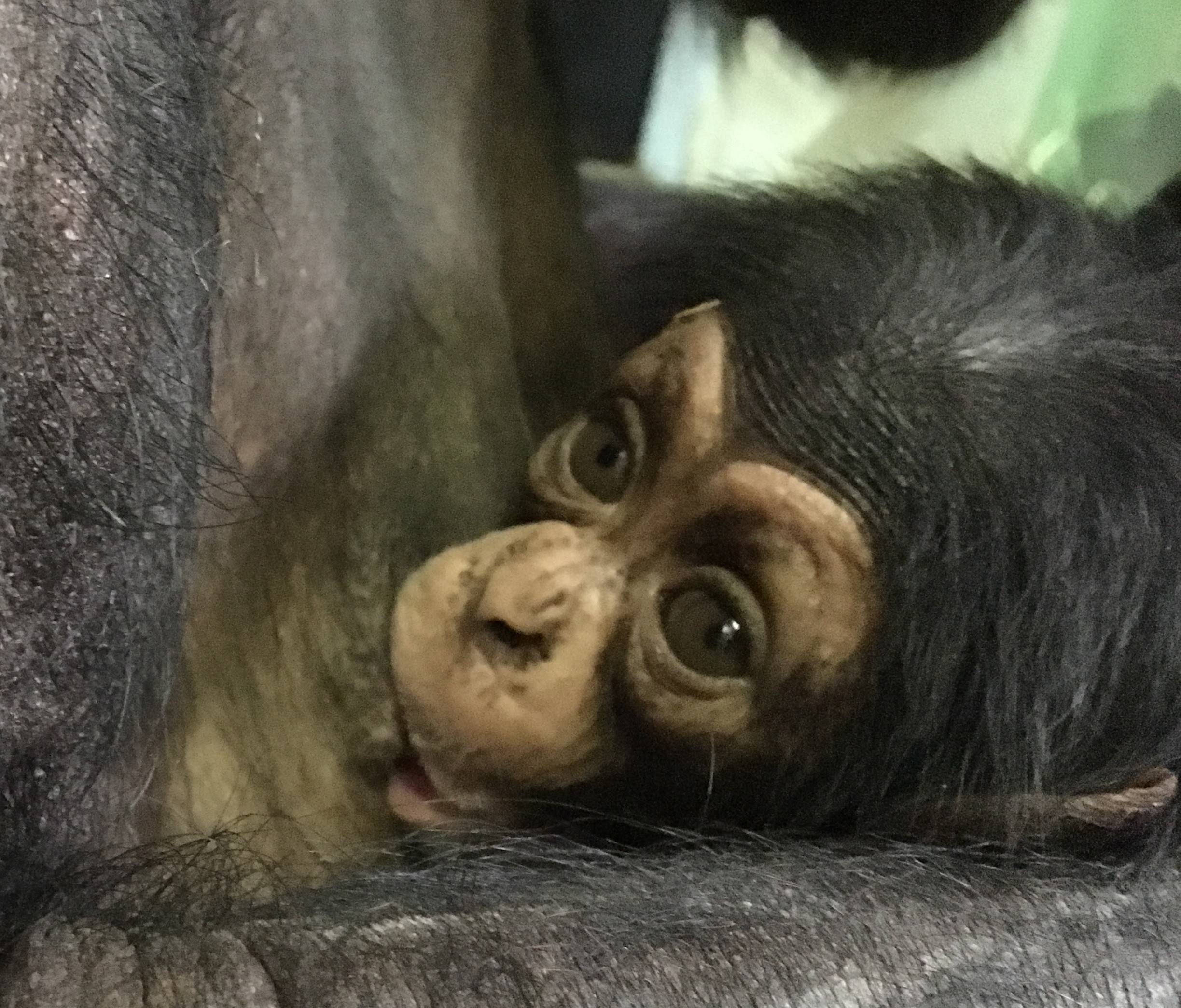 チンパンジー 愛称①.jpg