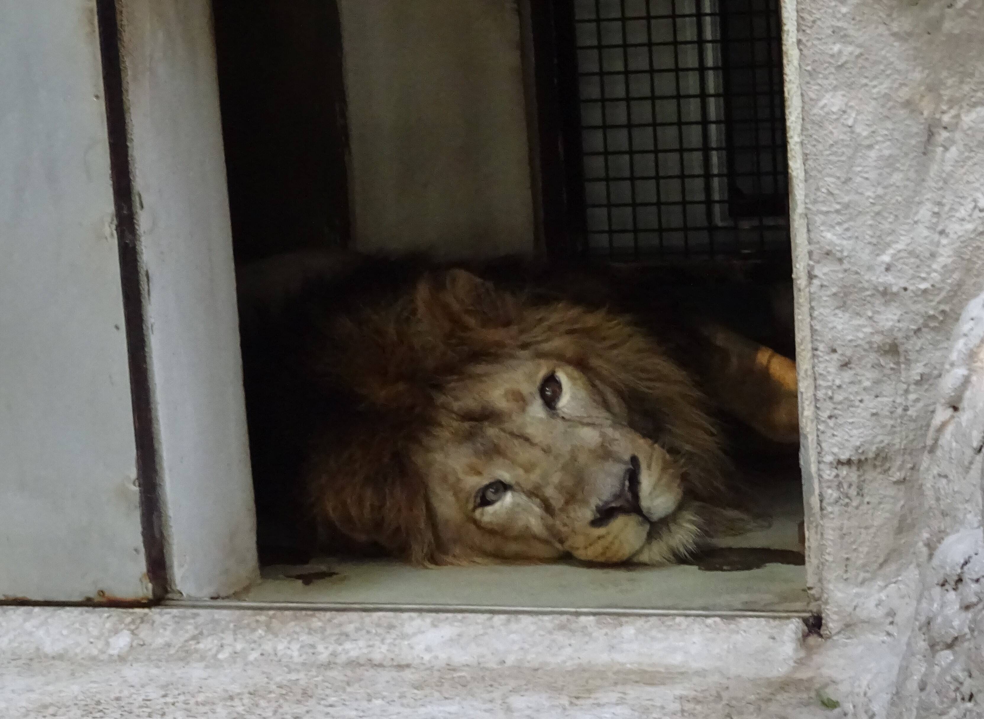 世界ライオンの日 World Lion Day のげやま とらいおん Try On 野毛山動物園公式サイト 公益財団法人 横浜市緑の協会