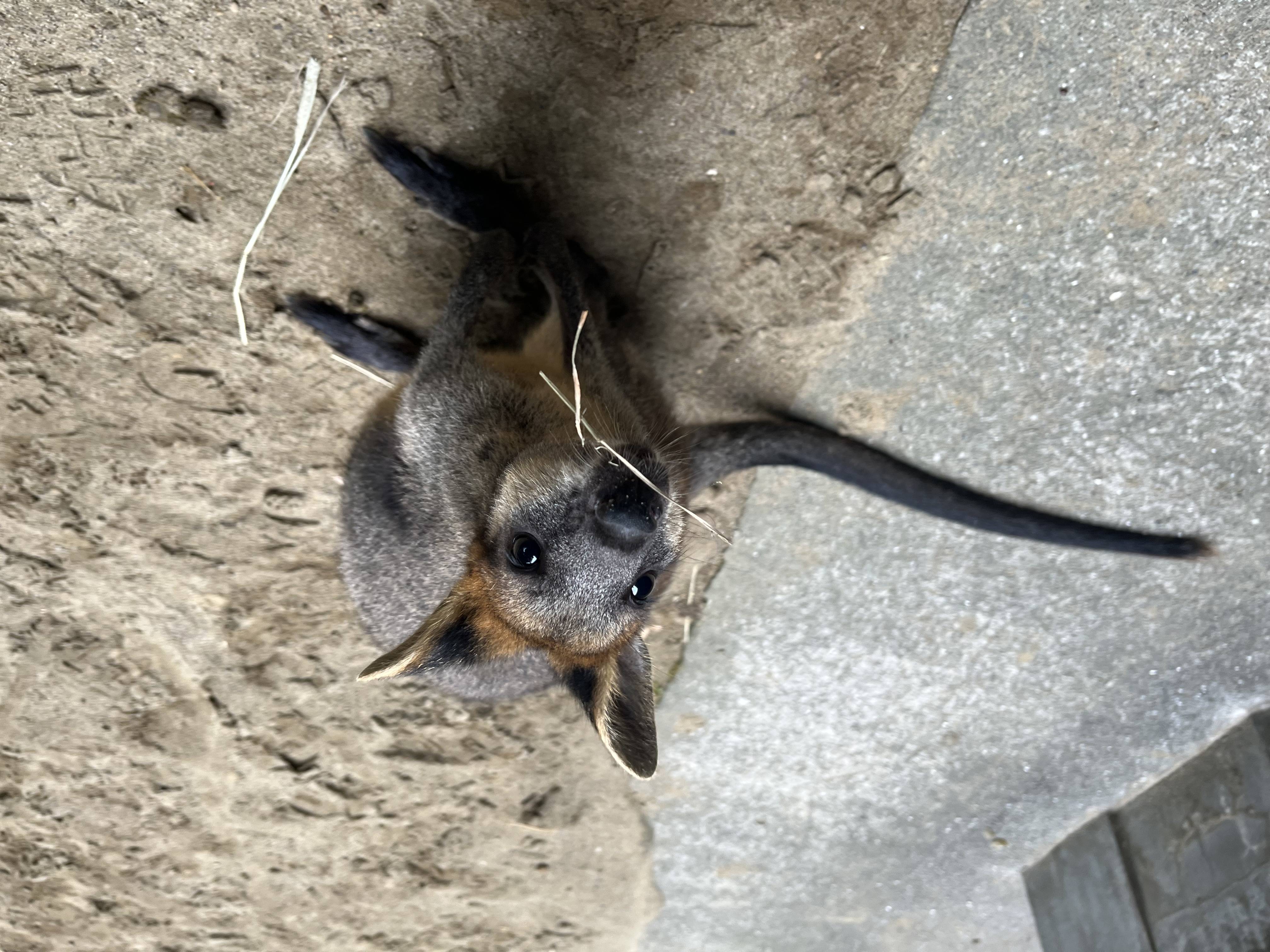 乾草をつけたオハナ (2).jpg