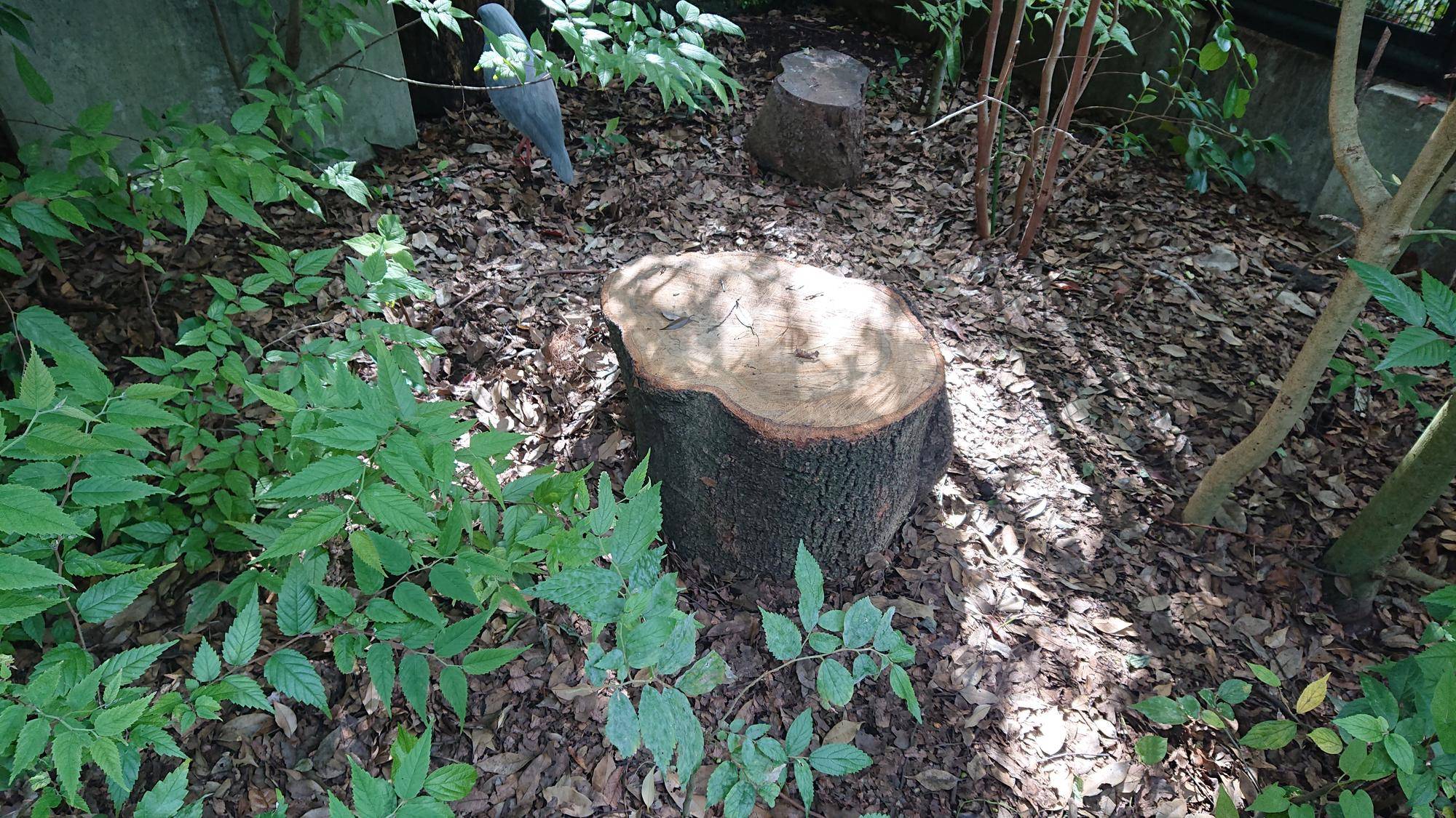新しい切り株②.jpg