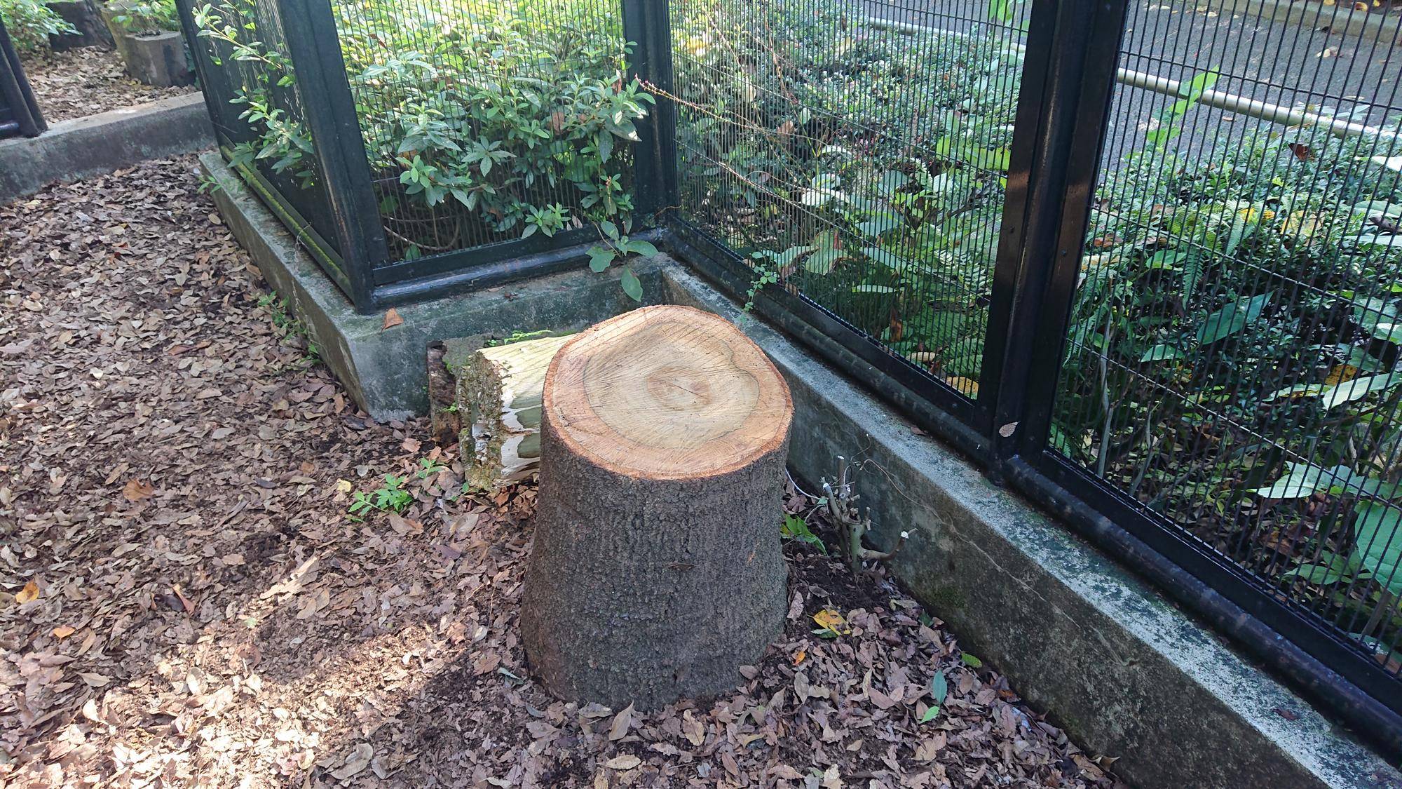 新しい切り株①.jpg