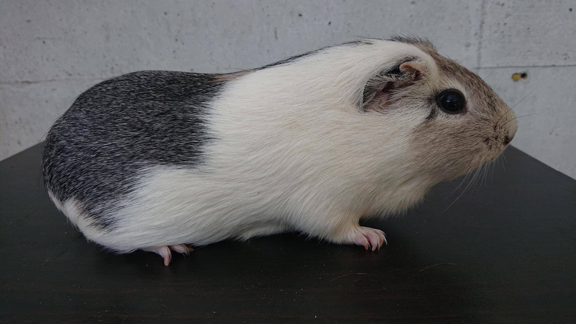 とぅいんくる 右側面.jpg