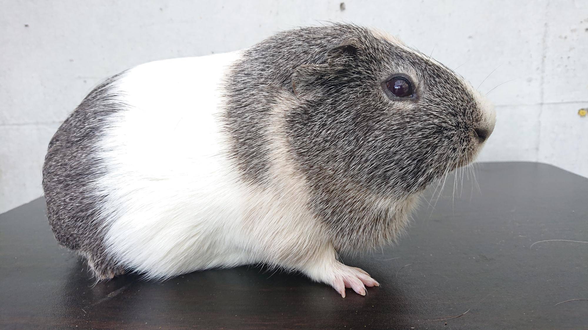 ヤット 右側面.jpg