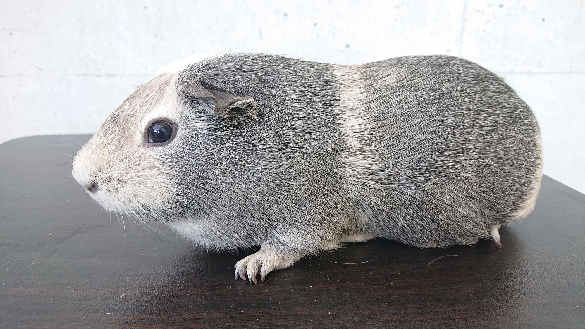 とぅいんくる 左側面.jpg