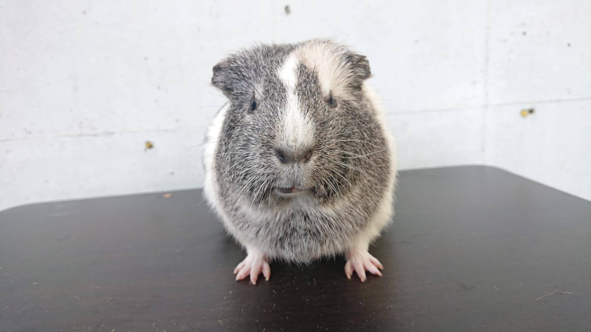 ヤット 正面.jpg