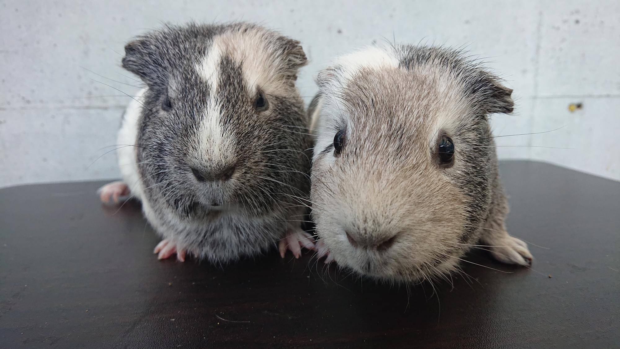 顔の模様が変わったモルモット.jpg
