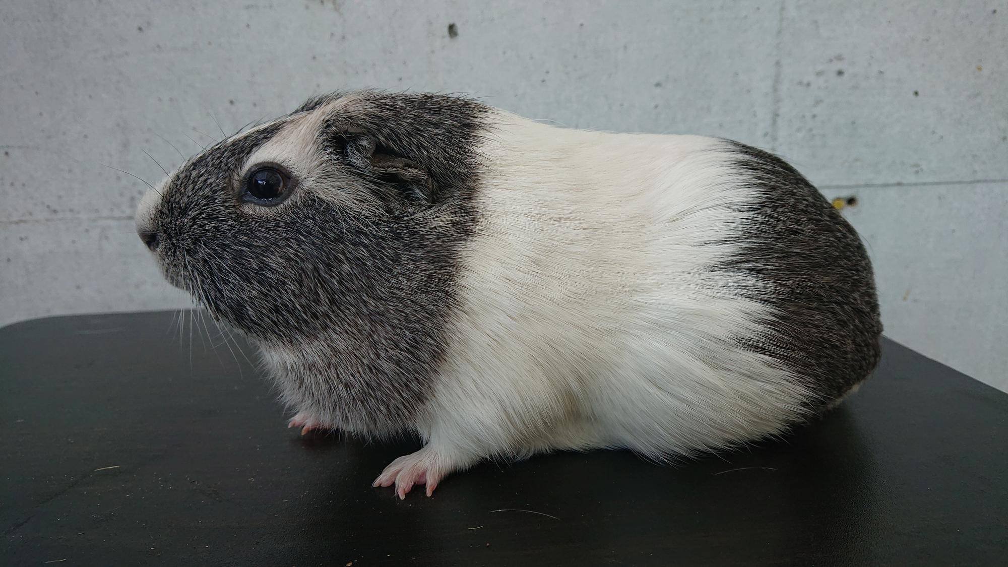 ヤット 左側面.jpg