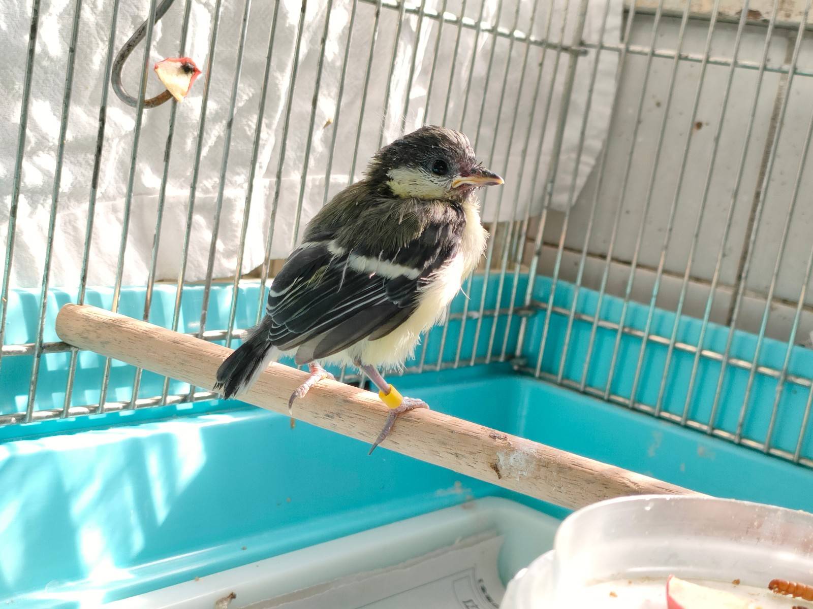 シジュウカラのヒナ