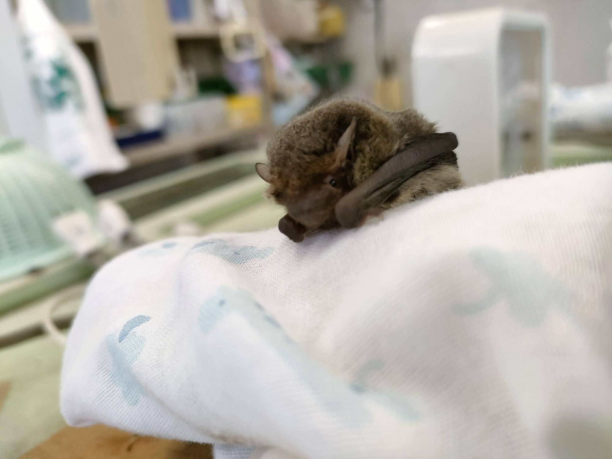 アブラコウモリ