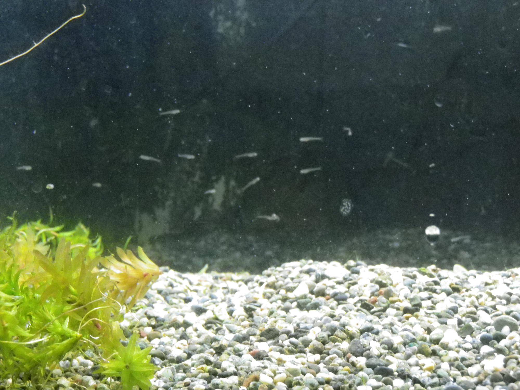 タナゴ稚魚水槽.jpg