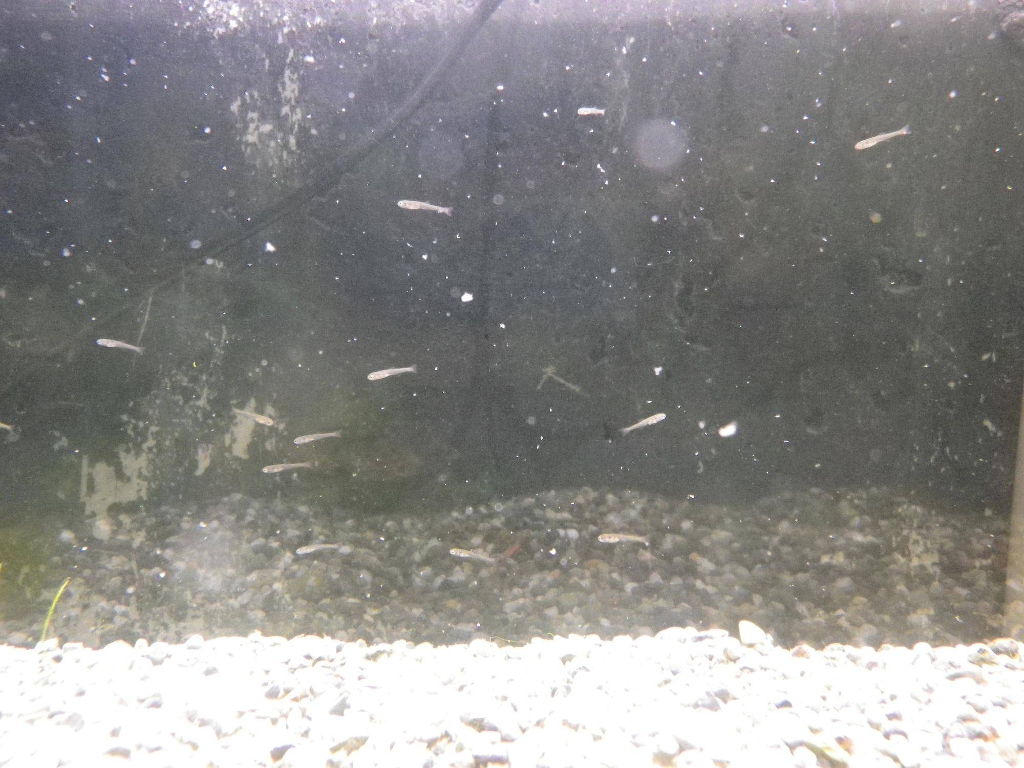 タナゴ稚魚水槽ややアップ.jpg