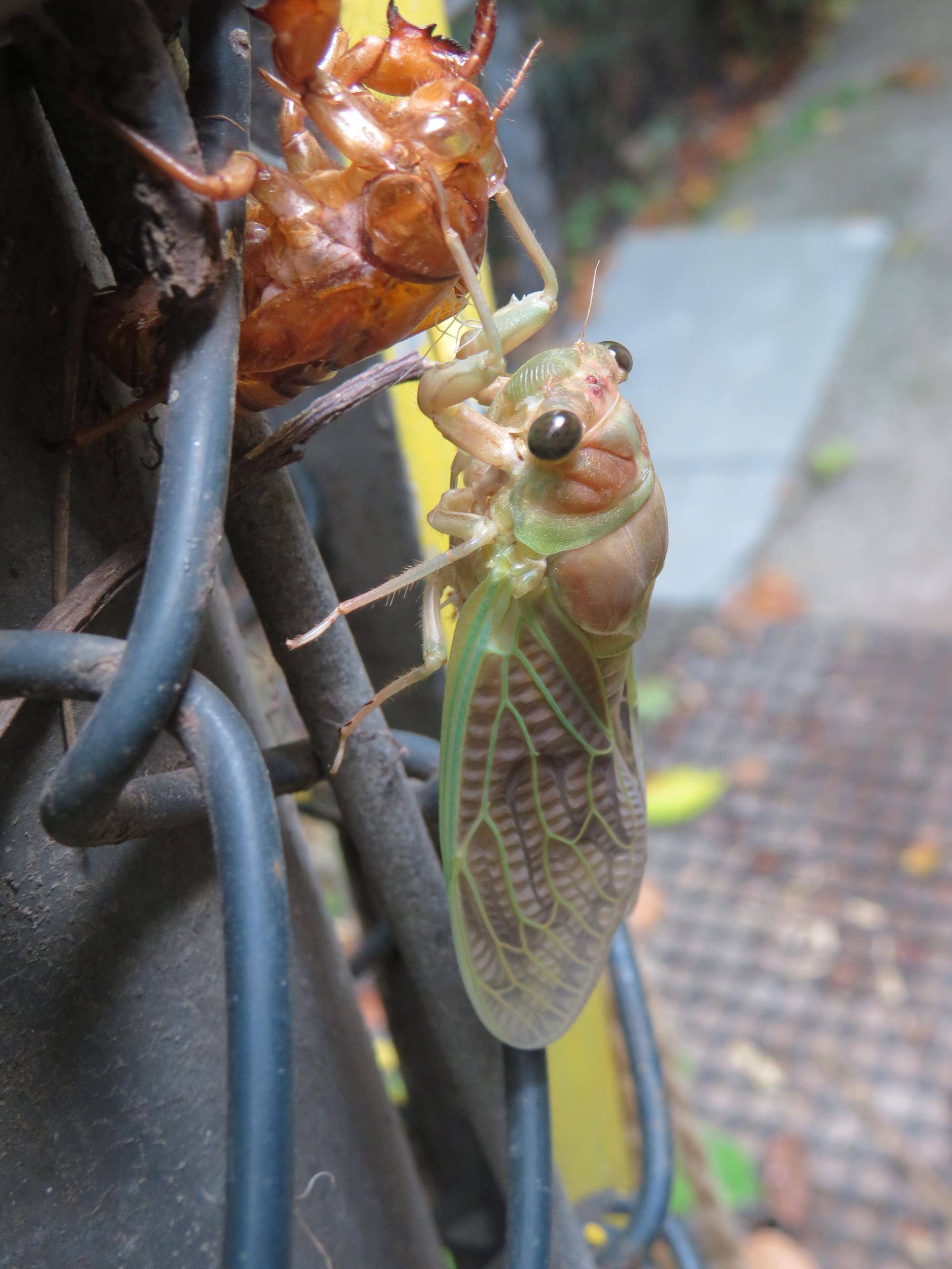 セミの写真 (2).jpg