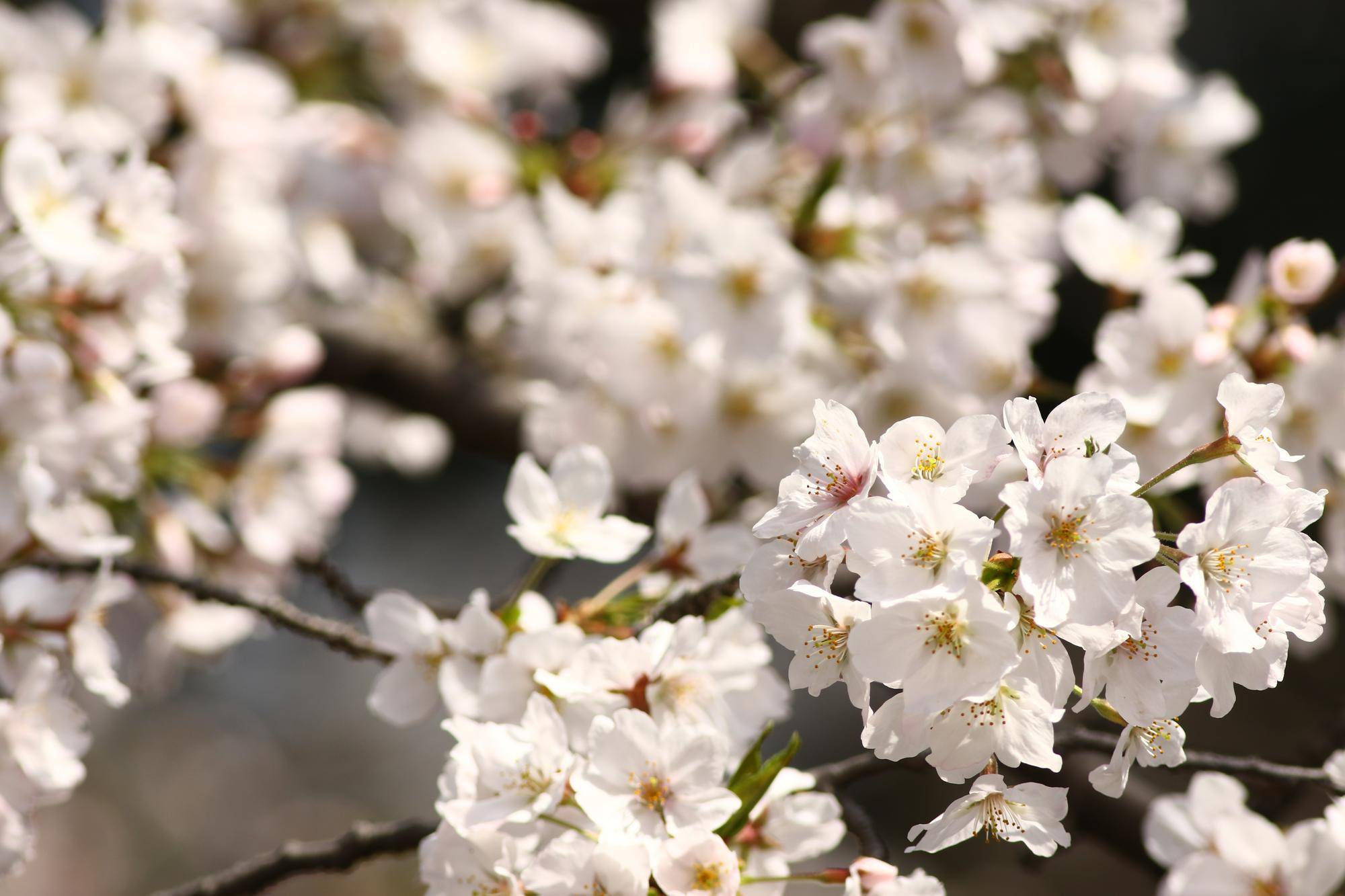 野毛山動物園の桜.jpg