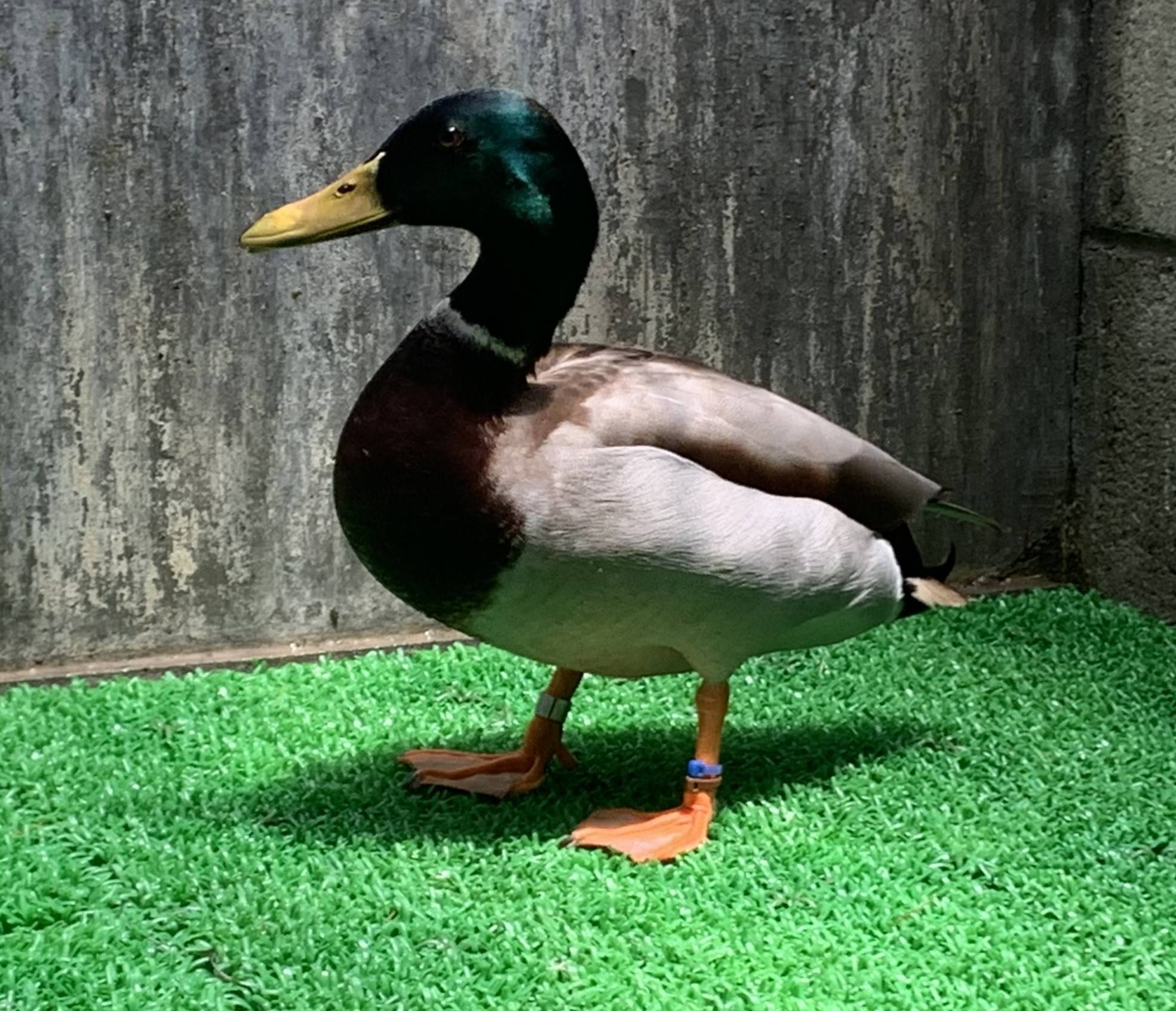 マガモの雄.jpeg