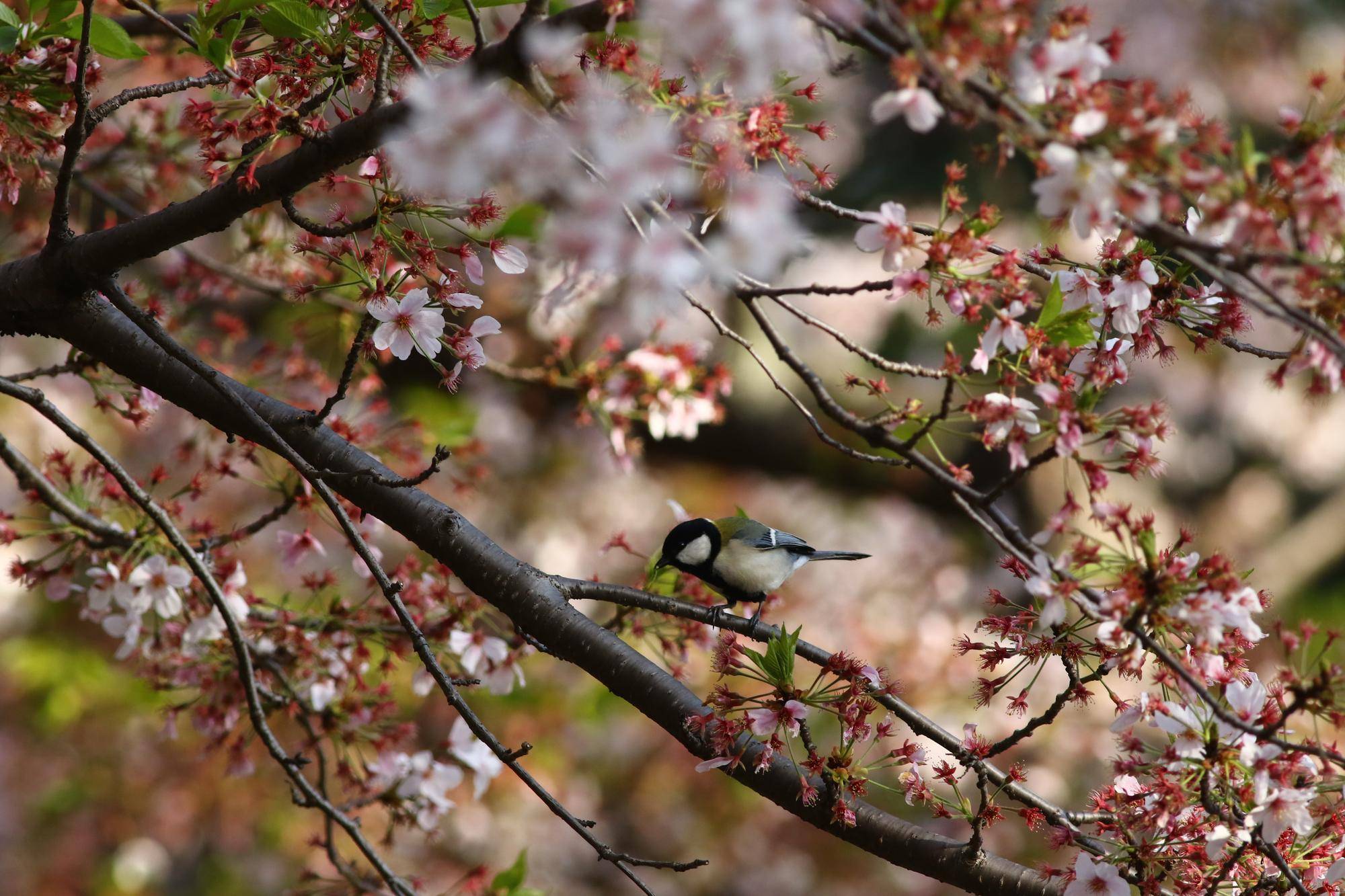 さくらとシジュウカラ.jpg
