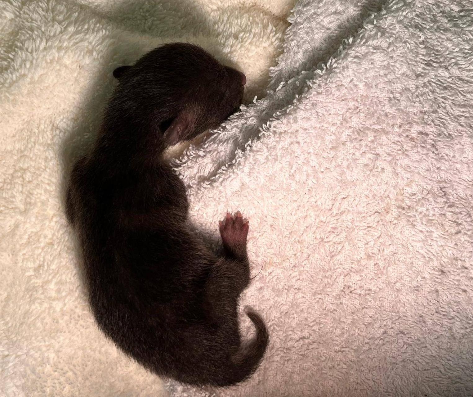 やってきた赤ちゃん